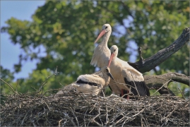 <p>ČÁP BÍLÝ (Ciconia ciconia) jižní Morava----- /White stork – Weißstorch/</p>